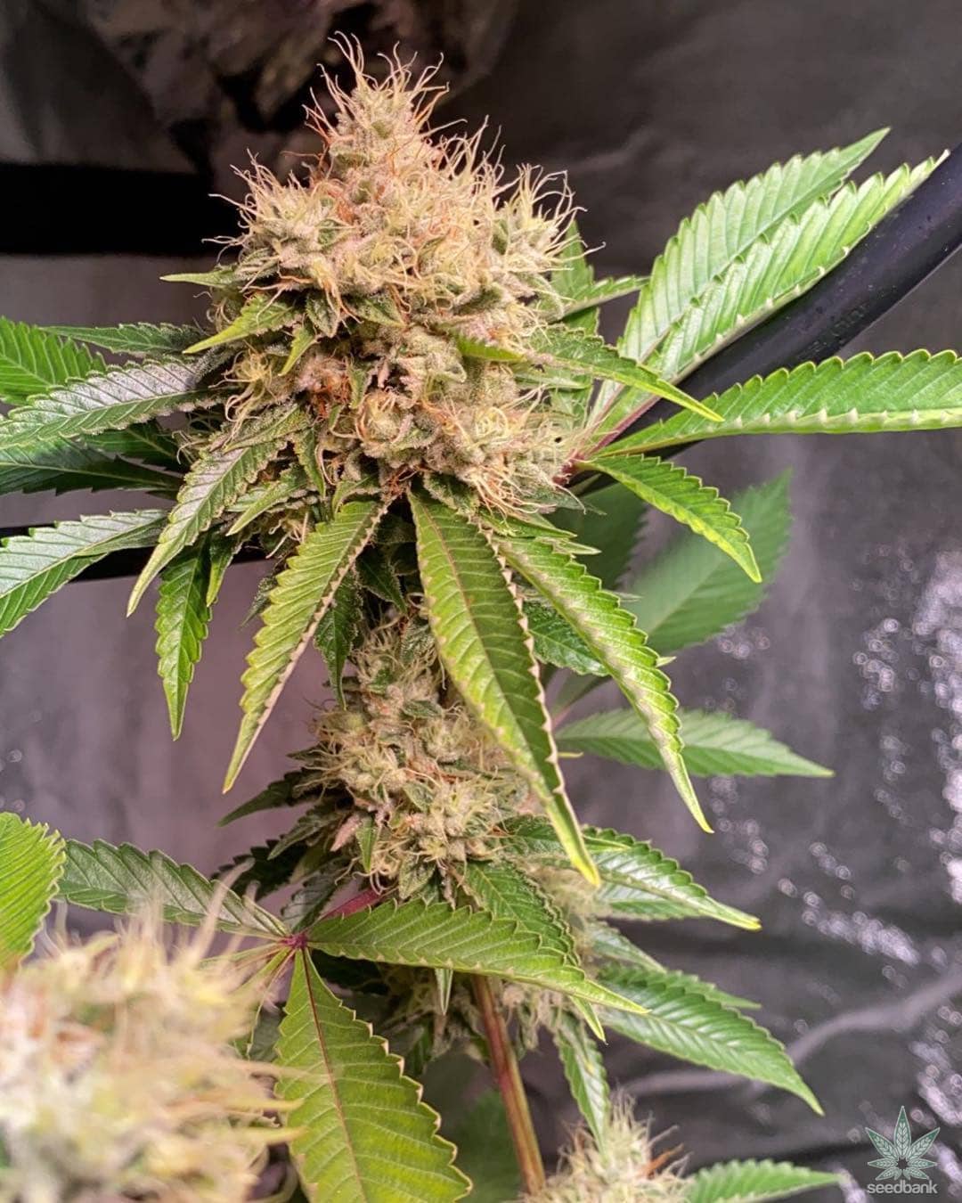 Sour Diesel Seeds products sour diesel strain marijuana seeds usa sour diesel strain