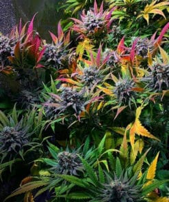 Super Skunk Seeds products super skunk strain seeds usa super_skunk_strain_seeds_usa