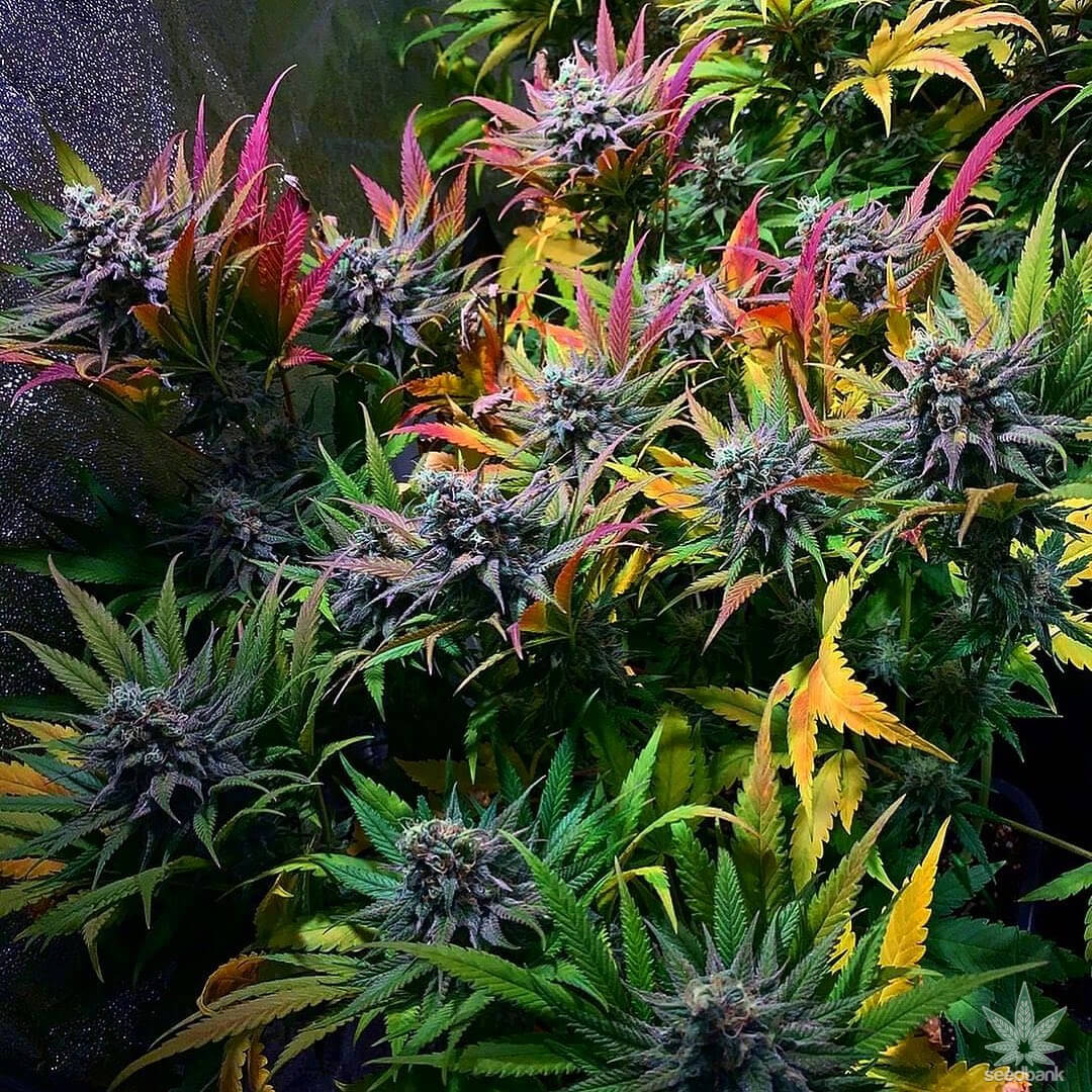 Super Skunk Seeds products super skunk strain seeds usa super_skunk_strain_seeds_usa