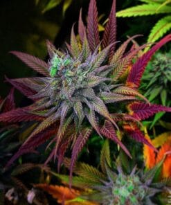 Super Skunk Seeds products super skunk weed seeds usa super_skunk_weed_seeds_usa