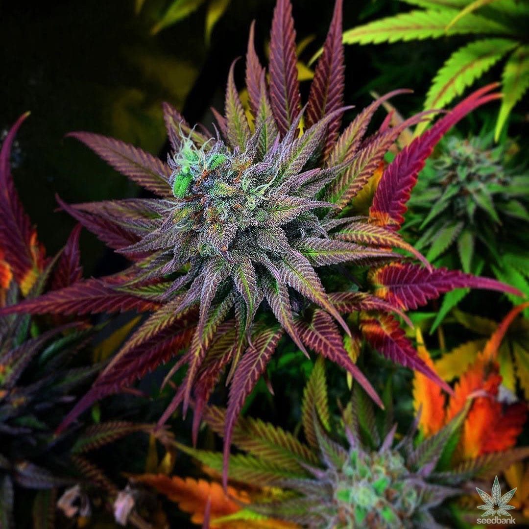 Super Skunk Seeds products super skunk weed seeds usa super_skunk_weed_seeds_usa