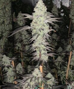 wedding cake strain usa