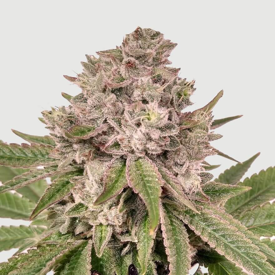 Gorilla Glue #4 Seeds