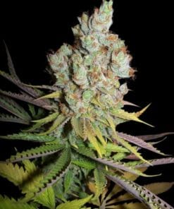 CBD Sour Lemon Haze Seeds