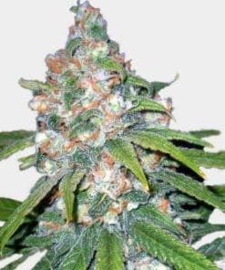 Auto Super Lemon Haze Seeds feminized seeds auto super lemon haze seeds seed king Auto Super Lemon Haze Seeds