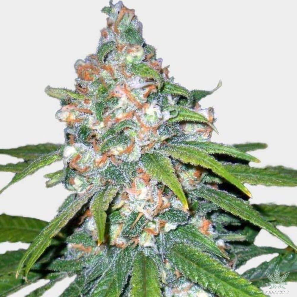 Auto Super Lemon Haze Seeds feminized seeds auto super lemon haze seeds seed king Auto Super Lemon Haze Seeds