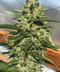 Fire OG Seeds fire og seeds fog white fire og strain usa cannabis seeds Fire OG Seeds