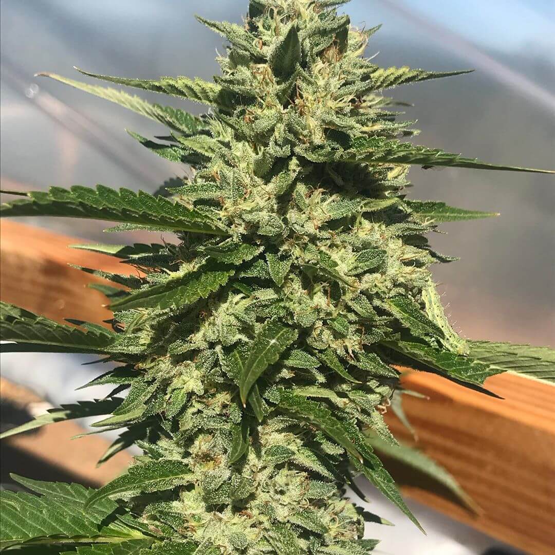 Fire OG Seeds fire og seeds fog white fire og strain usa cannabis seeds Fire OG Seeds