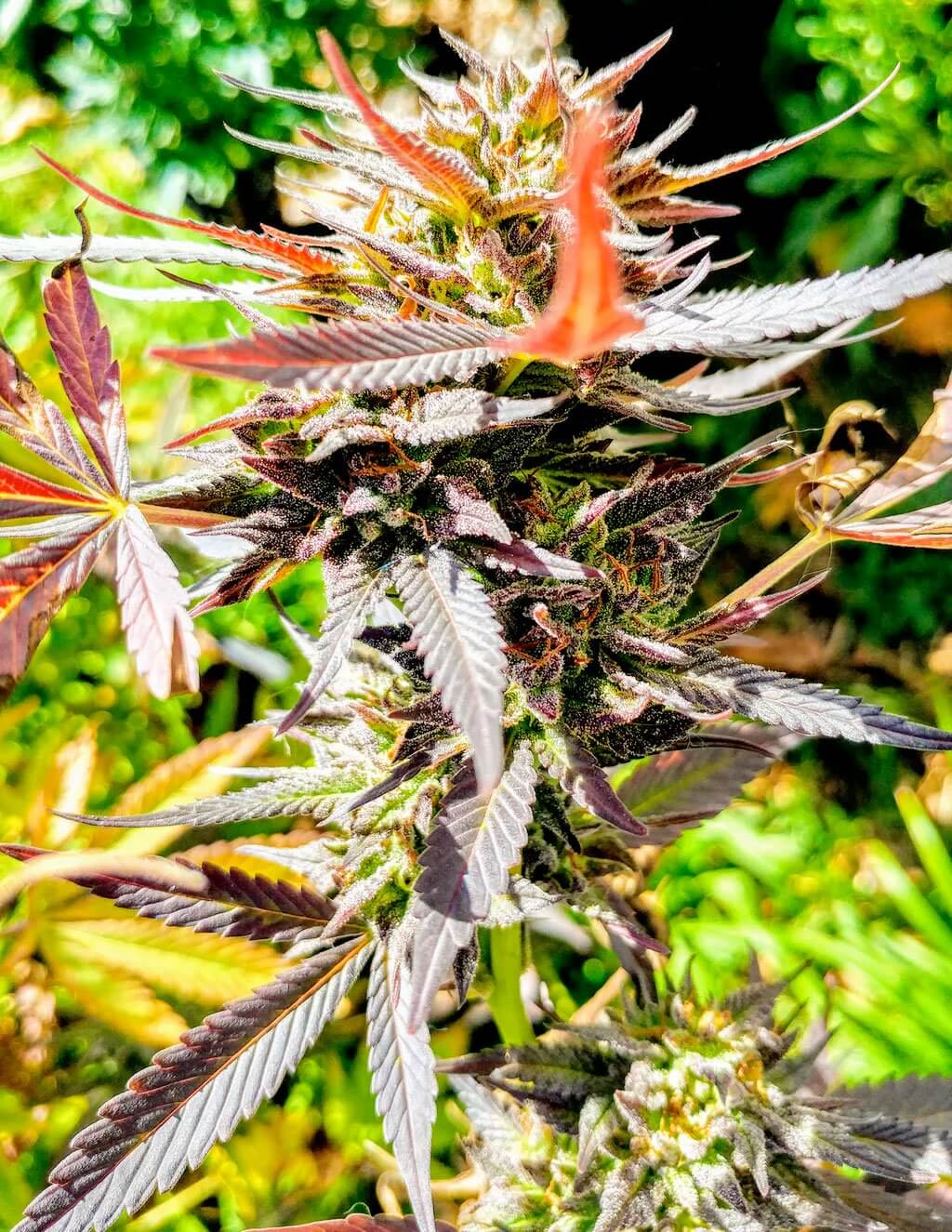 Gorilla Glue #4 Seeds | Gorilla Glue Seeds | Authentic GG4 Strain