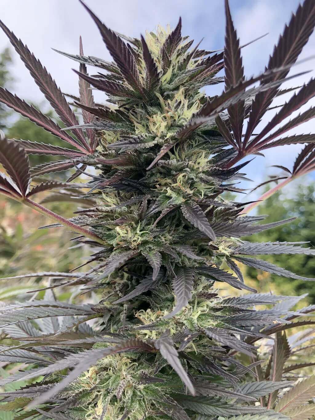 Gorilla Glue #4 Seeds | Gorilla Glue Seeds | Authentic GG4 Strain