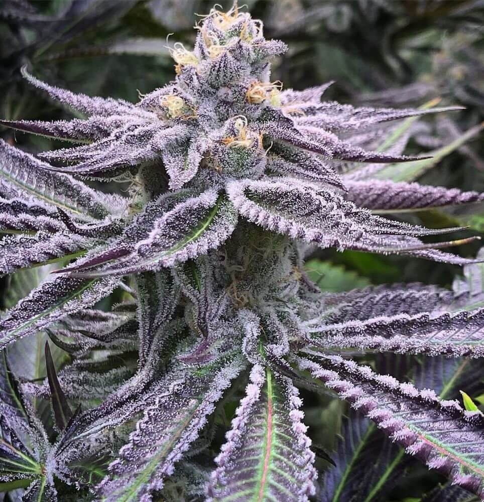 Purple Punch Seeds | Cannabis Strains for Sale | Seed Bank