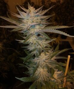 Strawberry Cough Seeds strawberry cough seeds strawberry cough marijuana strain Strawberry Cough Seeds