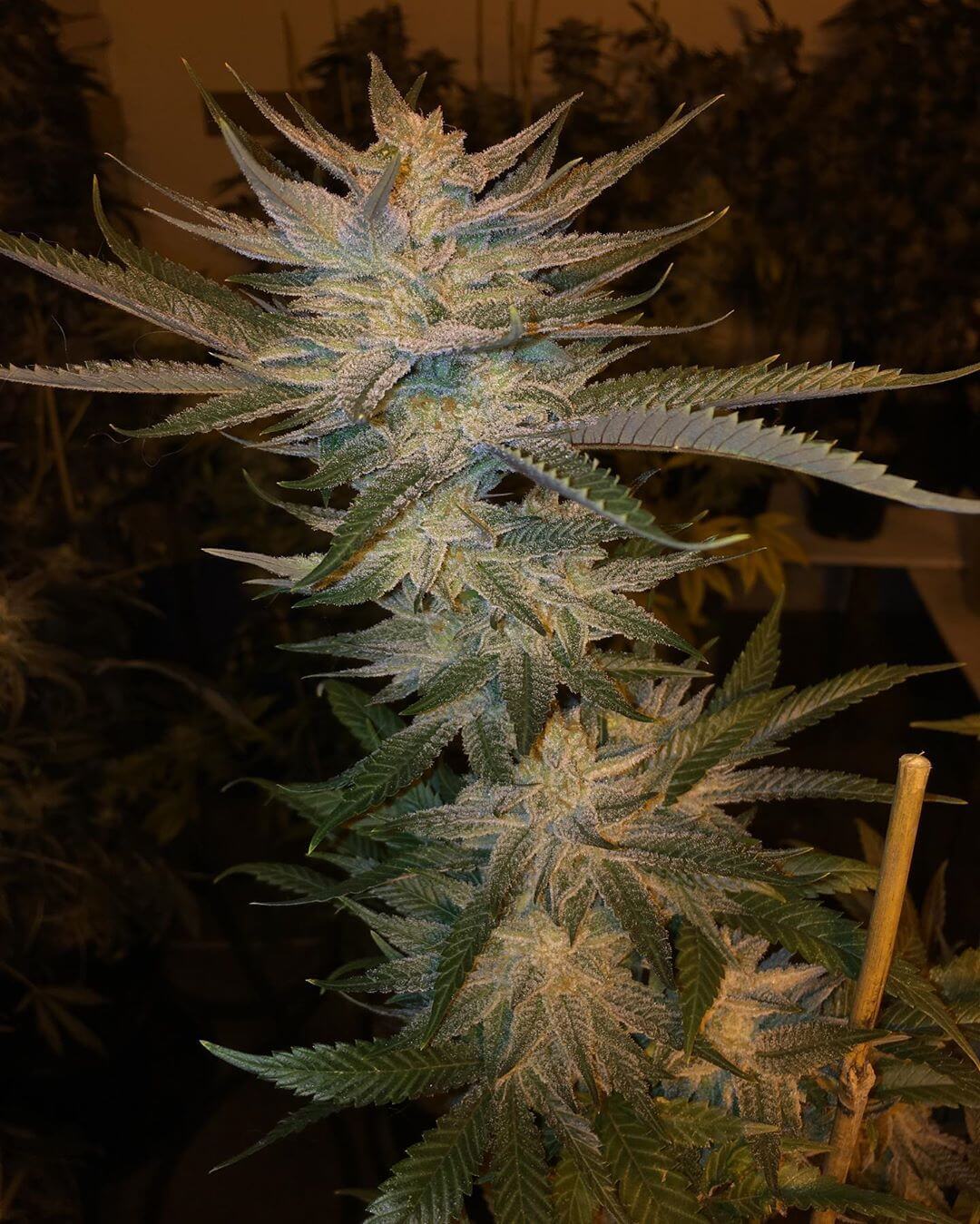 Strawberry Cough Seeds strawberry cough seeds strawberry cough marijuana strain Strawberry Cough Seeds