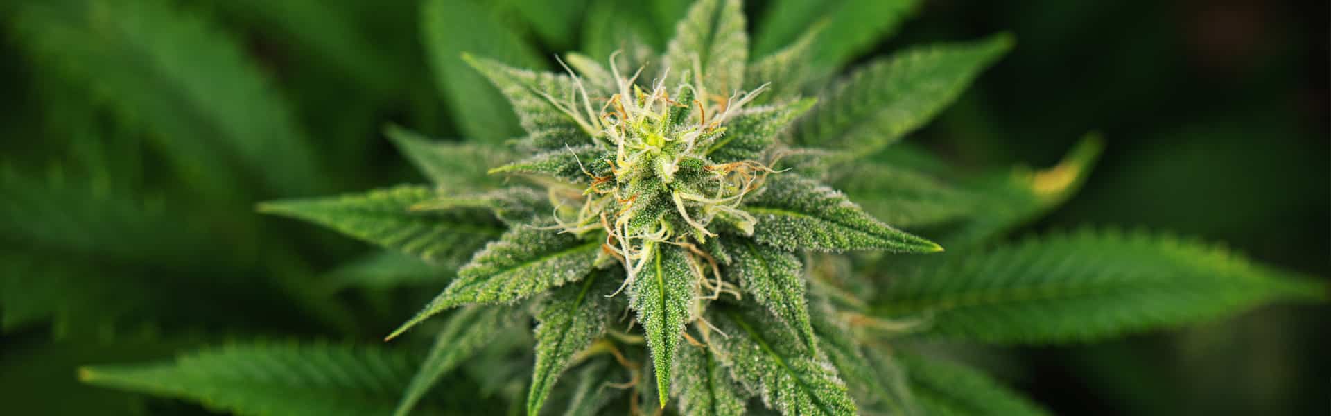 indica feminized autoflowering cannabis seeds seedbank