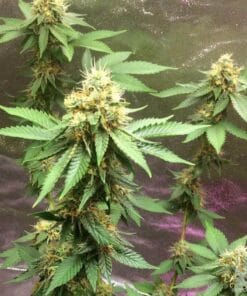 gold cannabis seeds usa