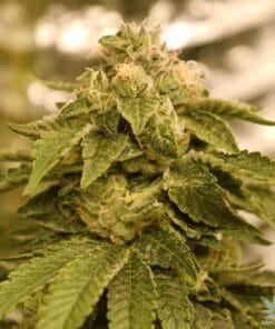 24K Gold strain 24k gold weed seeds usa
