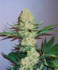 3 kings seeds three kings can-