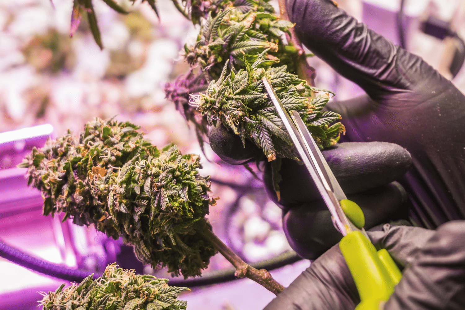 Seedbank Website Banner 2