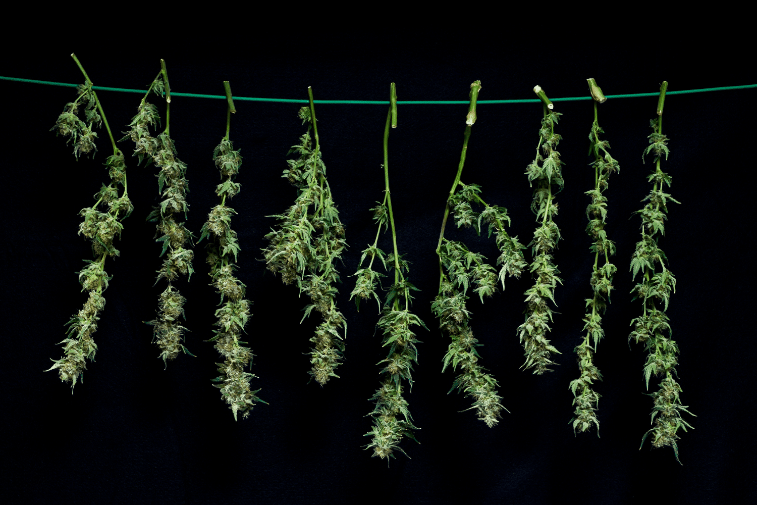 Seedbank Website Banner 3