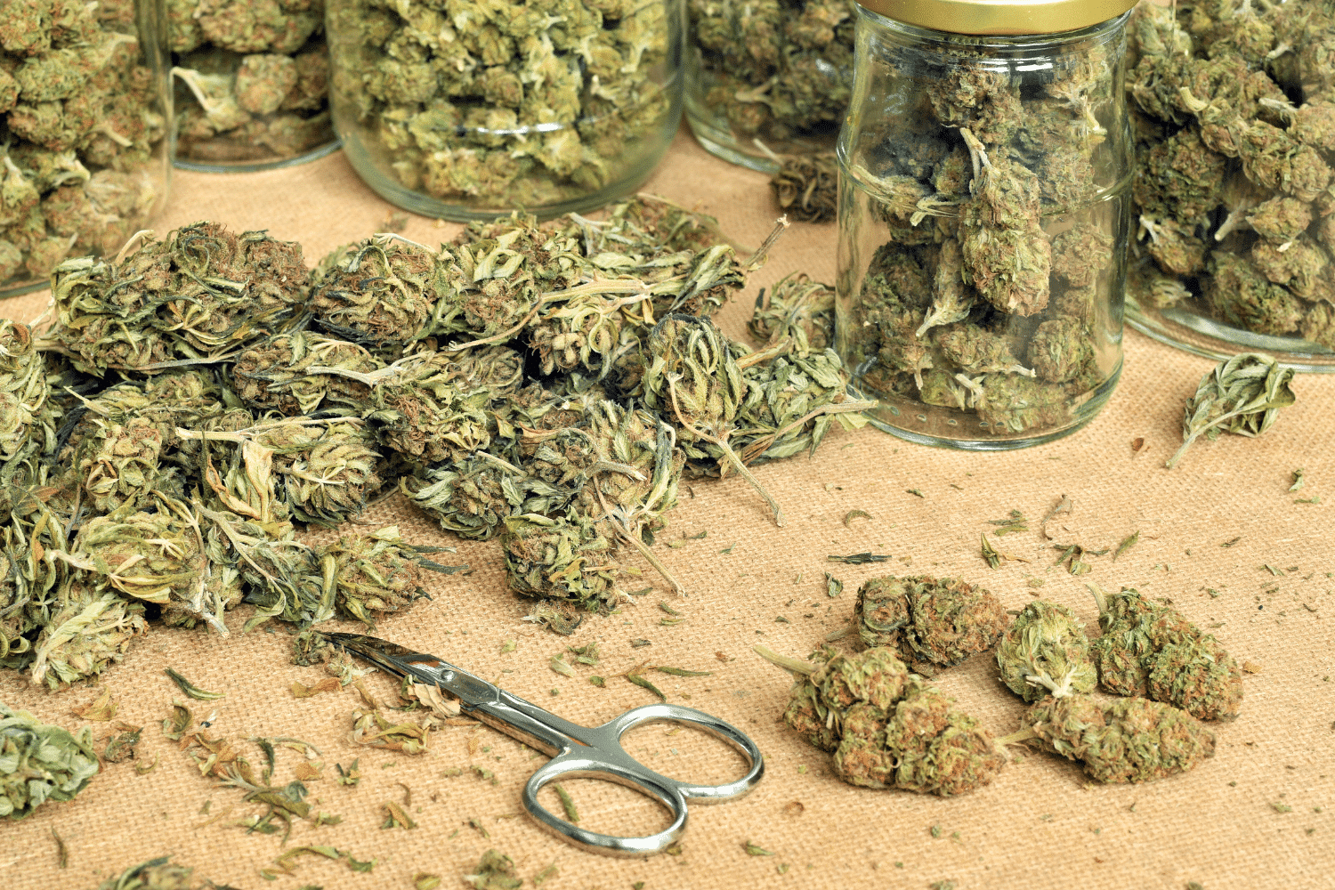 Seedbank Website Banner 5