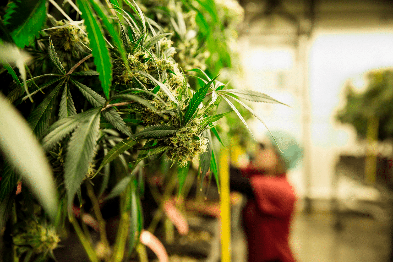 Seedbank Website Banner 6