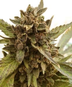 banana kush strain cannabis seeds usa