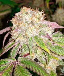 banana kush strain weed seeds usa