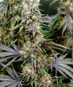 Blackberry Kush Seeds blackberry kush cannabis seeds black berry cannabis seeds