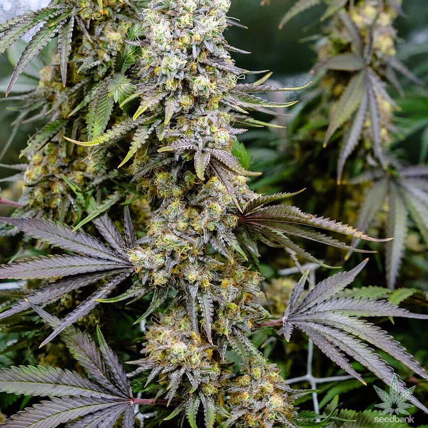 Blackberry Kush Seeds blackberry kush cannabis seeds black berry cannabis seeds
