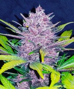 Blackberry Kush Seeds blackberry kush marijuana seeds blackberry kush marijuana seeds