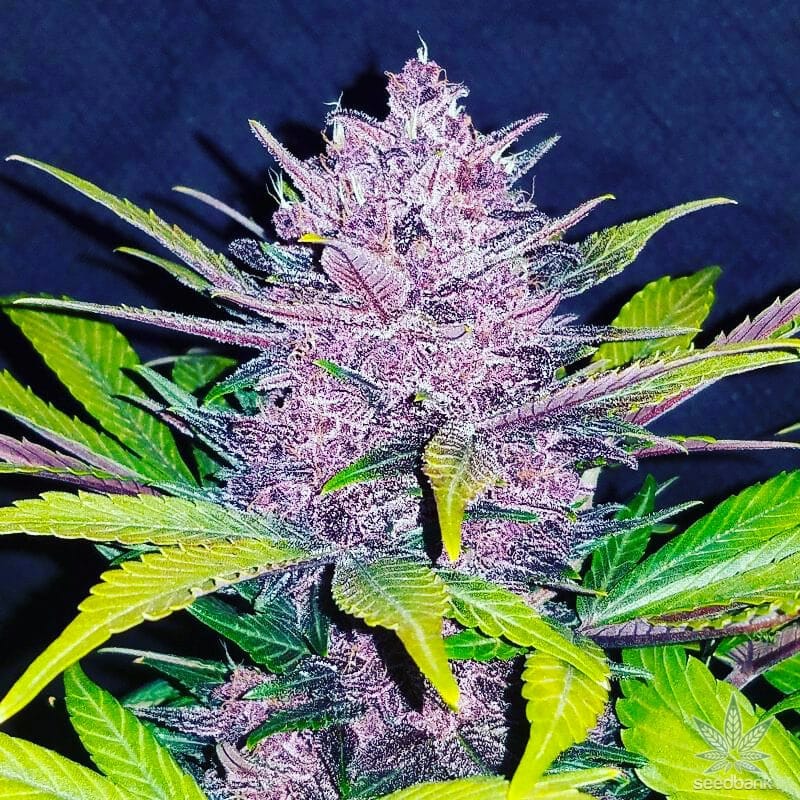 Blackberry Kush Seeds blackberry kush marijuana seeds blackberry kush marijuana seeds