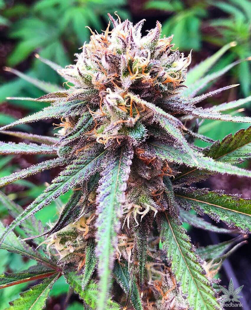 Blackberry Kush Seeds blackberry kush weed seeds blackberry kush weed seeds