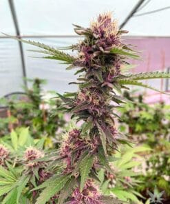 cherry pie seeds marijuana strain