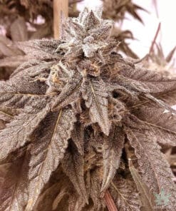cherry pie seeds