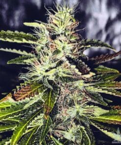 Blackberry Kush Seeds feminized black berry kush marijuana seeds feminized kush marijuana seeds