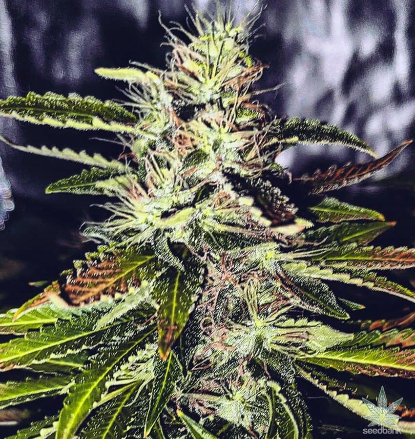 Blackberry Kush Seeds feminized black berry kush marijuana seeds feminized kush marijuana seeds