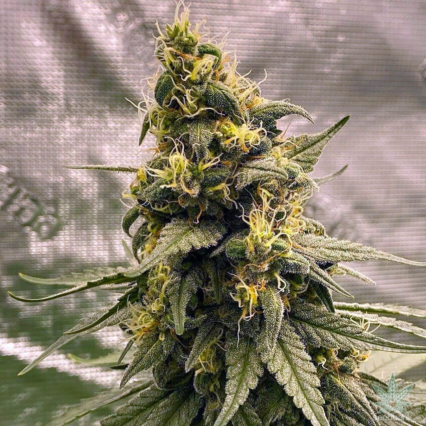 Blackberry Kush Seeds feminized kush cannabis seeds blackberry kush cannabis seeds