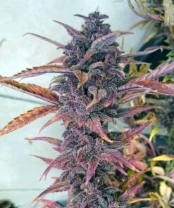 Blackberry Kush Seeds feminized kush marijuana seeds black berry kush cannabis seeds