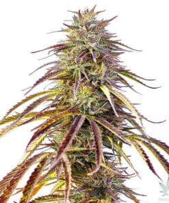 lavender weed seed bank usa