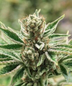 lemon tree weed seed