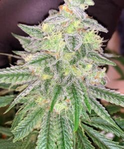 lemon tree strain