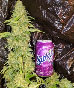 Maple Leaf Indica Seeds maple leaf indica strain cannabis seed bank maple leaf seeds maple leaf indica strain cannabis seed bank