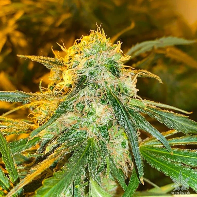 Maple Leaf Indica Seeds maple leaf indica strain marijuana seed bank maple leaf seeds maple leaf indica strain marijuana seeds