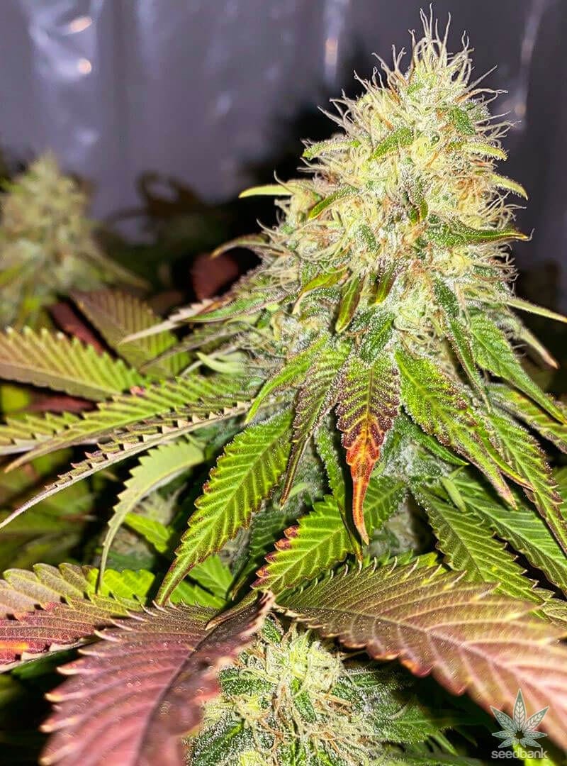 Maple Leaf Indica Seeds maple leaf strain cannabis seed bank maple leaf indica seeds maple leaf indica strain cannabis seed bank