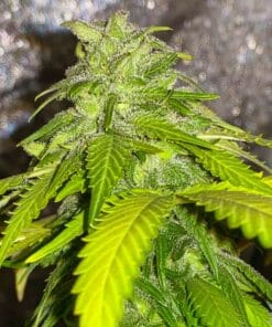Maple Leaf Indica Seeds maple leaf strain weed seeds maple leaf indica seeds maple leaf indica strain weed seeds