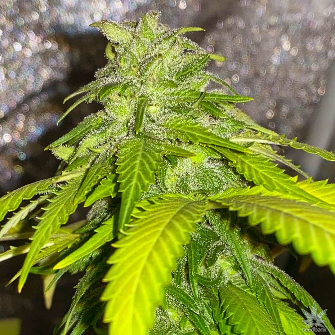 Maple Leaf Indica Seeds maple leaf strain weed seeds maple leaf indica seeds maple leaf indica strain weed seeds