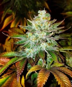 Moby Dick Seeds moby dick seeds moby dick seeds for sale