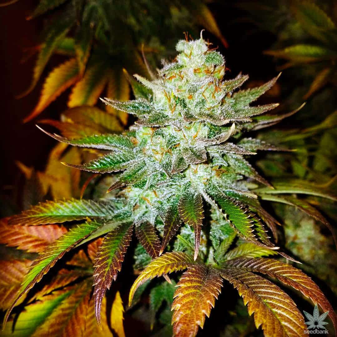 Moby Dick Seeds moby dick seeds moby dick seeds for sale