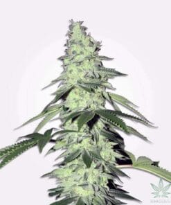 power plant weed seeds