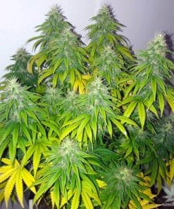 feminized powerplant seeds weed